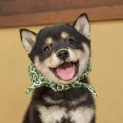 しばいぬの画像