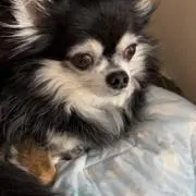 まろ