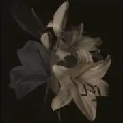 ♠️