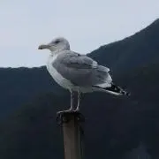 ケイの画像