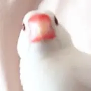 ぶんちょうの画像