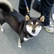 こちの画像
