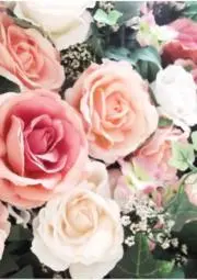 ミーコの画像