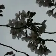 アリッの画像