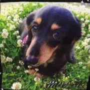 ⭐️だいや❤️の画像
