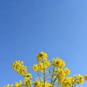 なが【まとめて購入割引◎】の画像