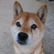 力丸の画像