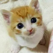 パグパグの画像