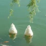 あひる*断捨離中の画像