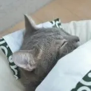 ねこねこの画像
