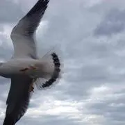tadasi