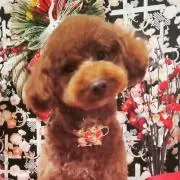 モンドの画像