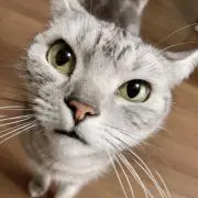 ちいの画像