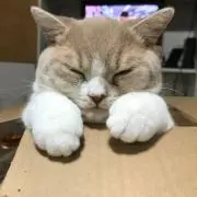 まっすーの画像