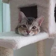 友美