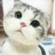 ととろの画像
