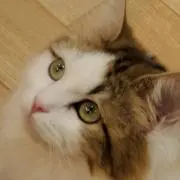 ふみちゃん(f。消しゴムはんこ)の画像