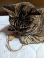 ぱた