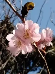 ココの画像
