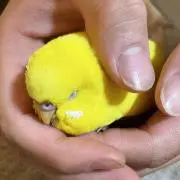 まるりの画像