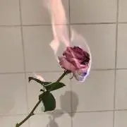 海莉亜