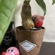 ちーたんの画像