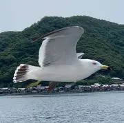 ぽんぽん●24時間以内発送●