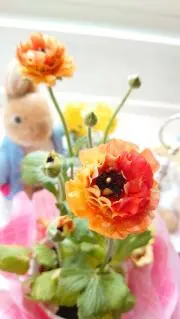 Mauloa☆Makaniの画像