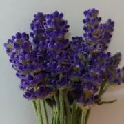 LAVENDER ★匿名配送の画像