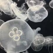はーちゃんの画像