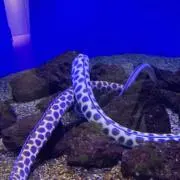 ウツボの画像
