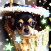 Toco੯‧̀͡u\Toco