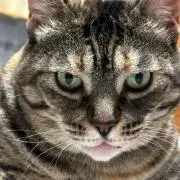 花ちゃんの画像