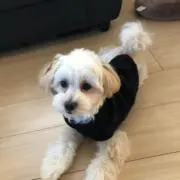 MOCAの画像