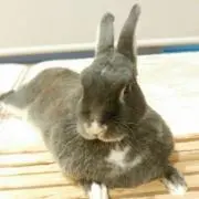 みみの画像