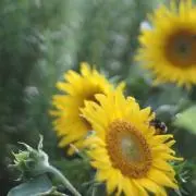 okuruの画像