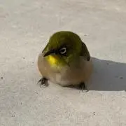 とらとらとらの画像
