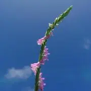 かえるのうたの画像