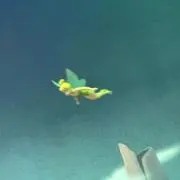 そらってるの画像