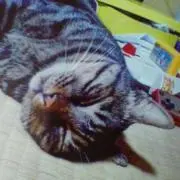 ワソーイ