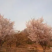 揚げの画像
