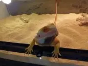 ケイヤの画像