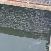 トッポギ