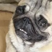 あやまるの画像