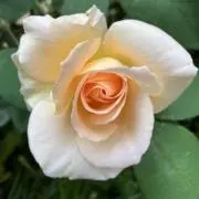 TMKの画像