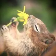 のんの画像