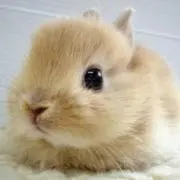 ココ