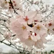 saoriの画像