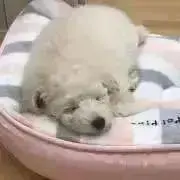 miの画像
