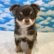 ちろたんの画像